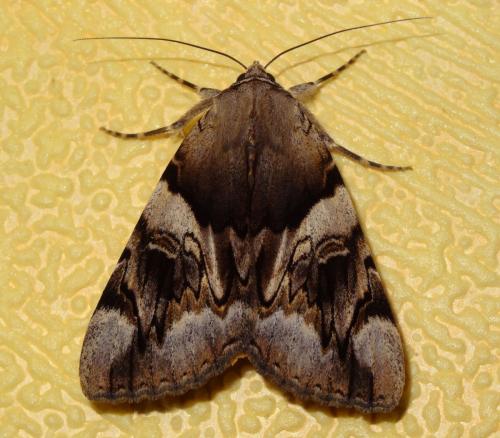Réf. 186 260 : Catocala fulminea